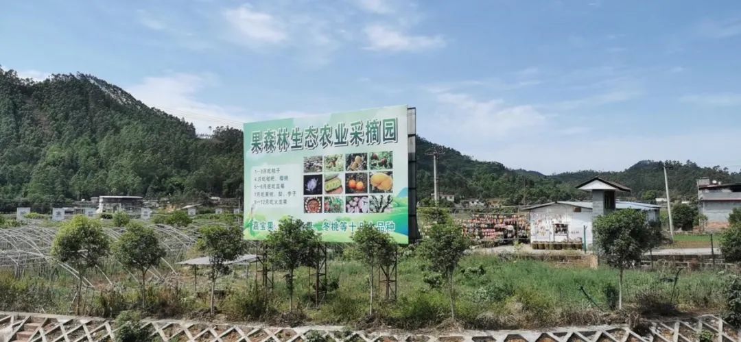 黄桃树怎样做务管理