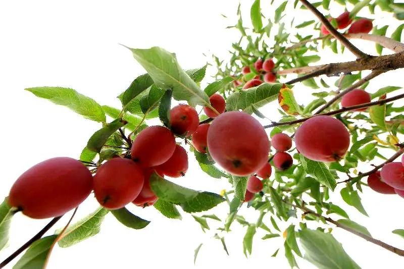 海棠果挂满枝头经过3年的努力,周子清承包的10亩香妃海棠园今年挂果