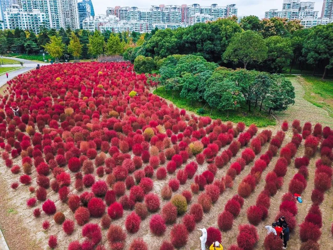 粉黛之後紅葉地膚上線世紀公園20000㎡花海等你來