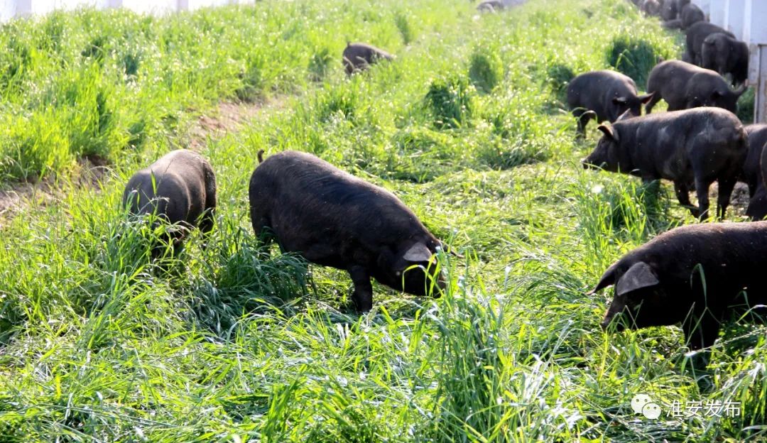 无抗黑猪自然养淮安黑猪味醇香