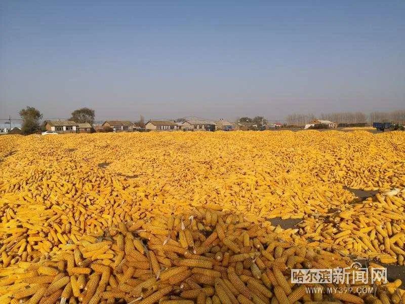 每天400多人,100多台机械收割丨金色玉米堆成山,"种粮大王"喜获丰收