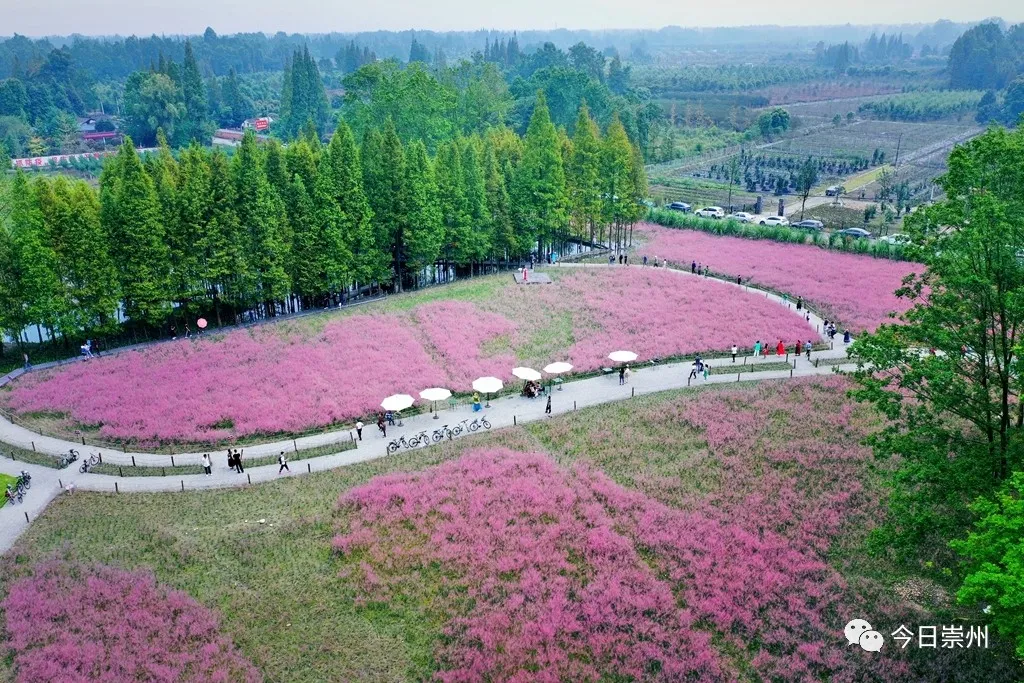 看崇州网红炼成记