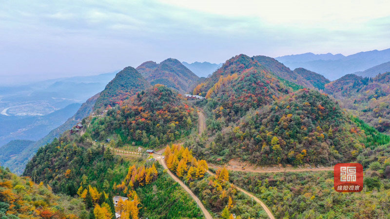 层林尽染实拍绵阳江油观雾山枫景大片