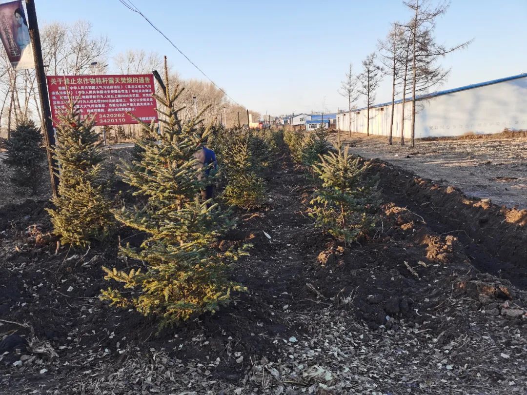 讷河市二克浅镇积极开展秋季造林工作