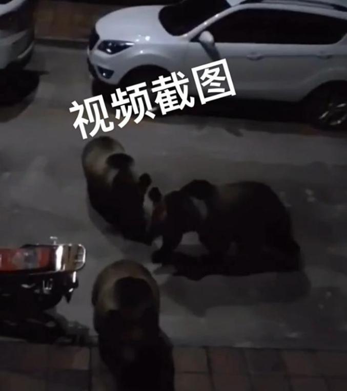 街头广告错别字调查_西藏回应县城中心频频熊出没_街头错别字调查目的