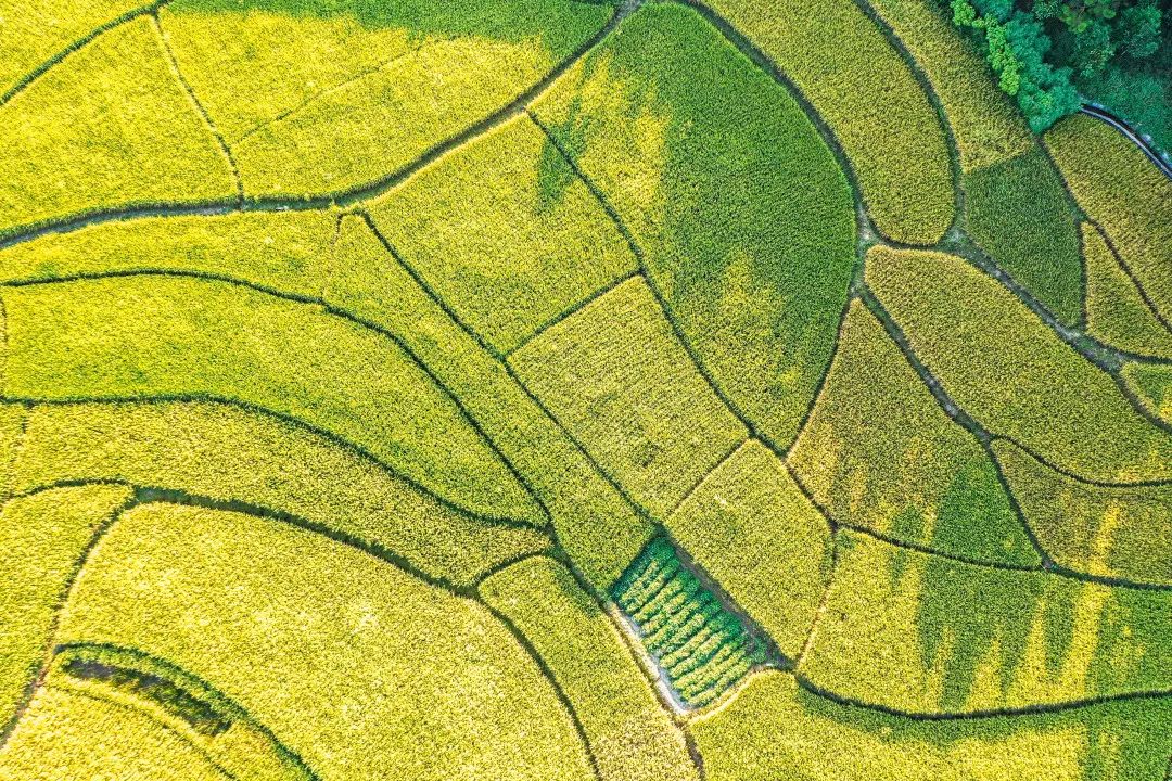 围观秋收时节的肇庆竟有你意想不到的美