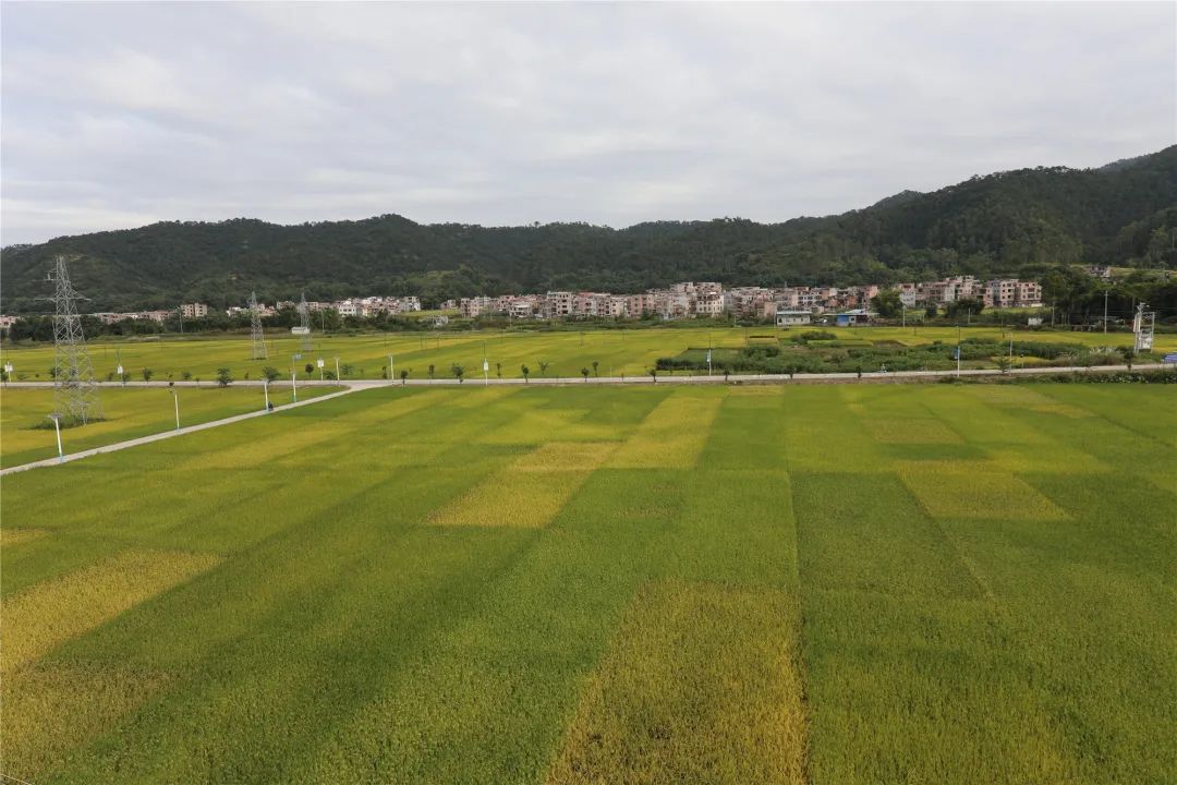 懷集縣永固鎮龍田村 李文幸 攝△懷集縣橋頭鎮六竹村 李文幸 攝