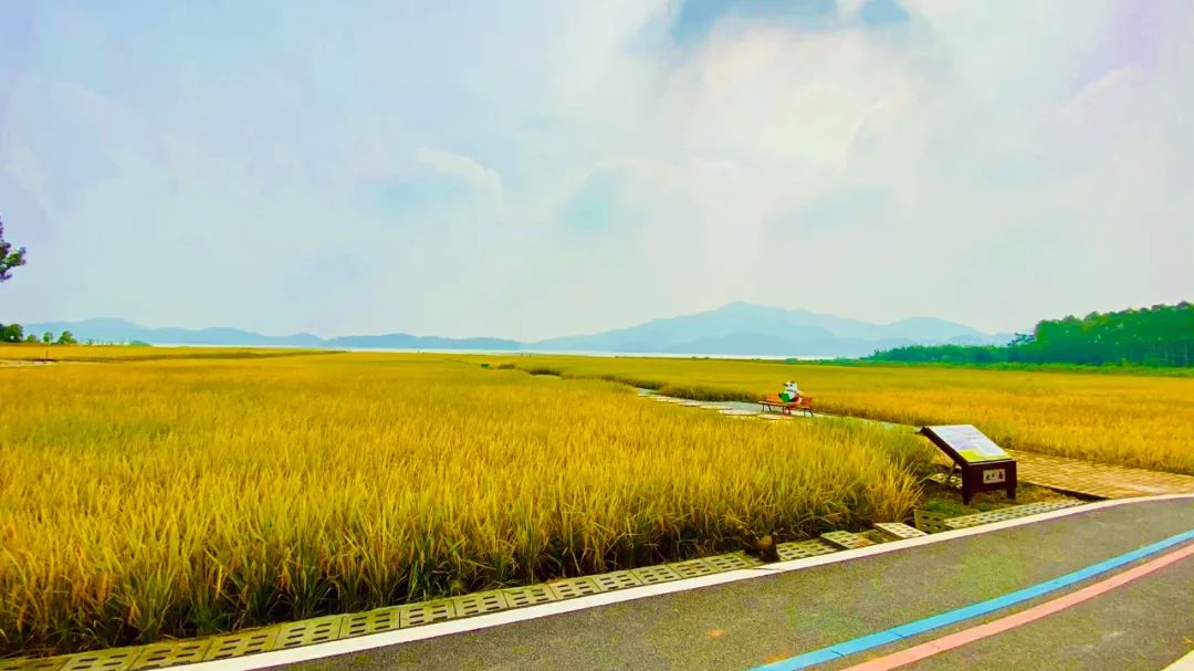 11月6日至11月8日 2020开平市大沙茶产业发展推进会 暨秋收稻穗音乐