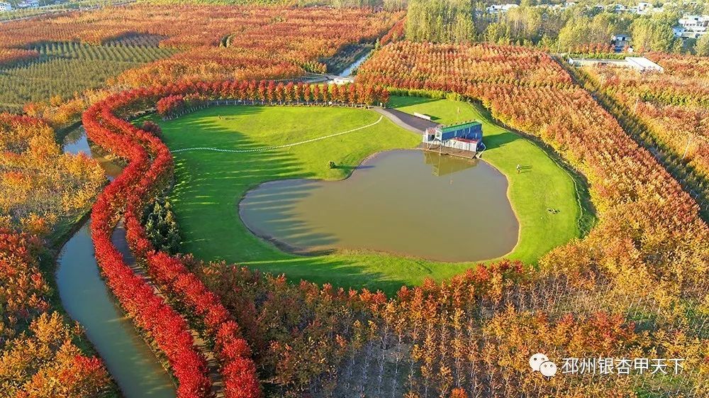 来到徐州红枫公园,放眼望去,成片的树林被红色覆盖,这里既有枫树的