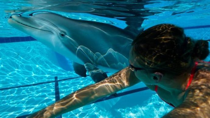 与机器海豚同游，是你想象中未来海洋馆的样子吗？