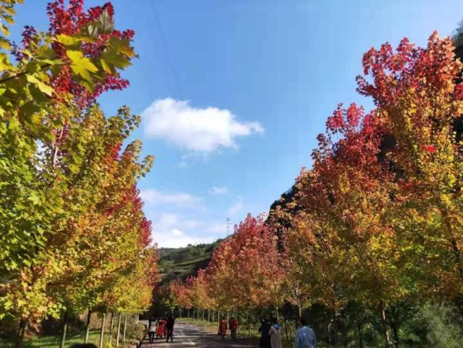 距寶雞市區半小時,這條紅楓大道即將換上