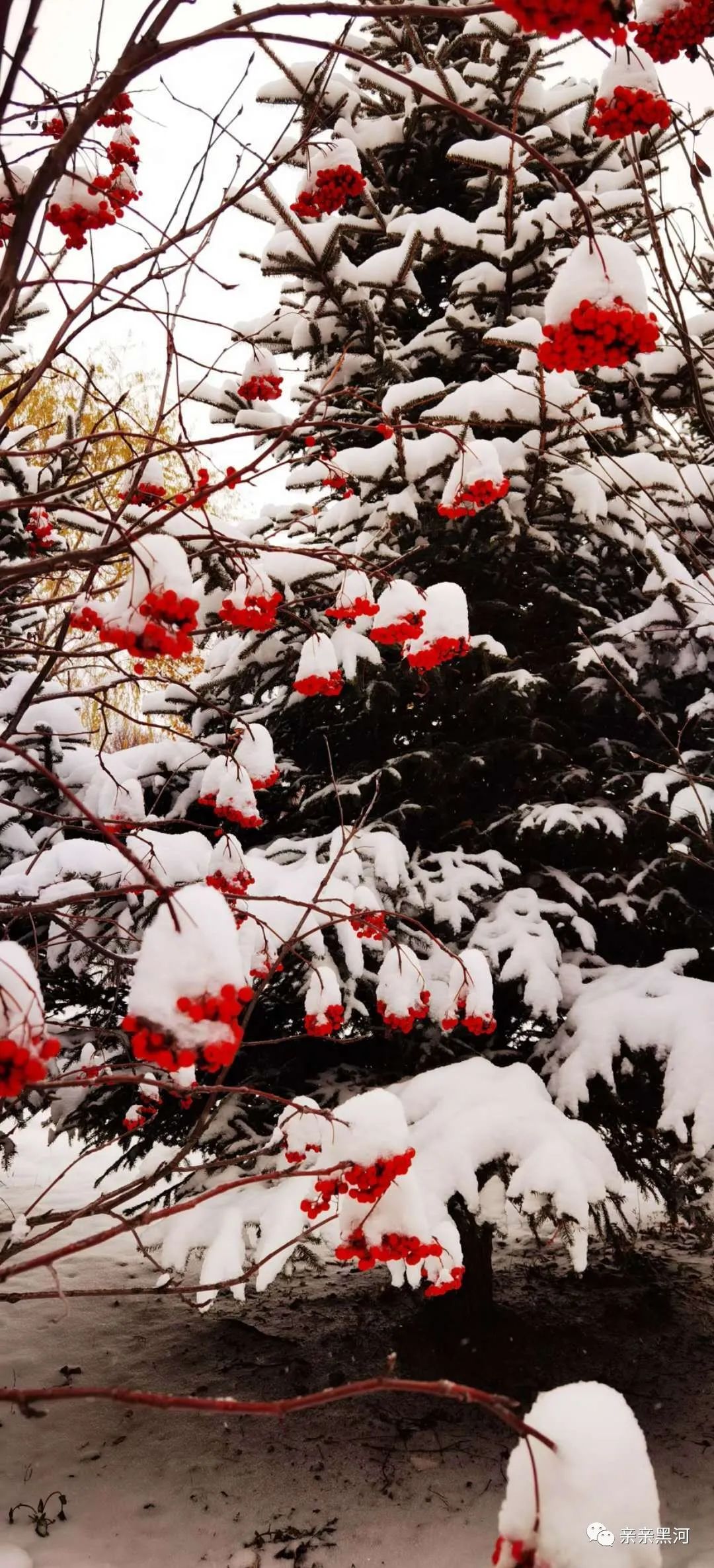 温雪景判决书图片