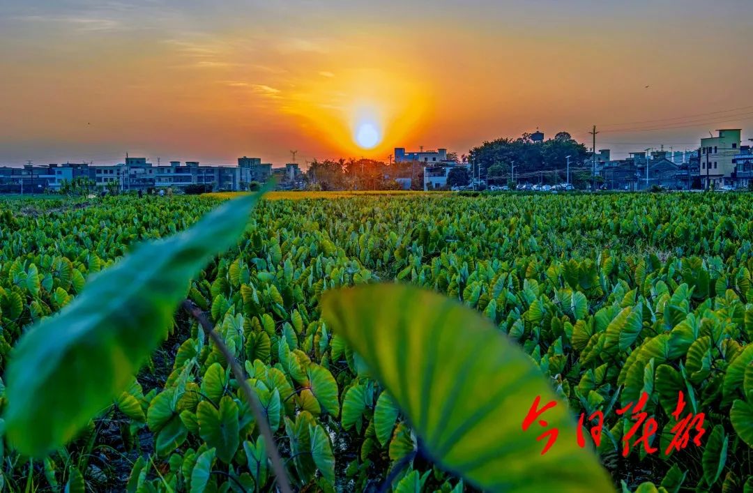 美醉又一波靓图带你走进花都美丽乡村超惬意