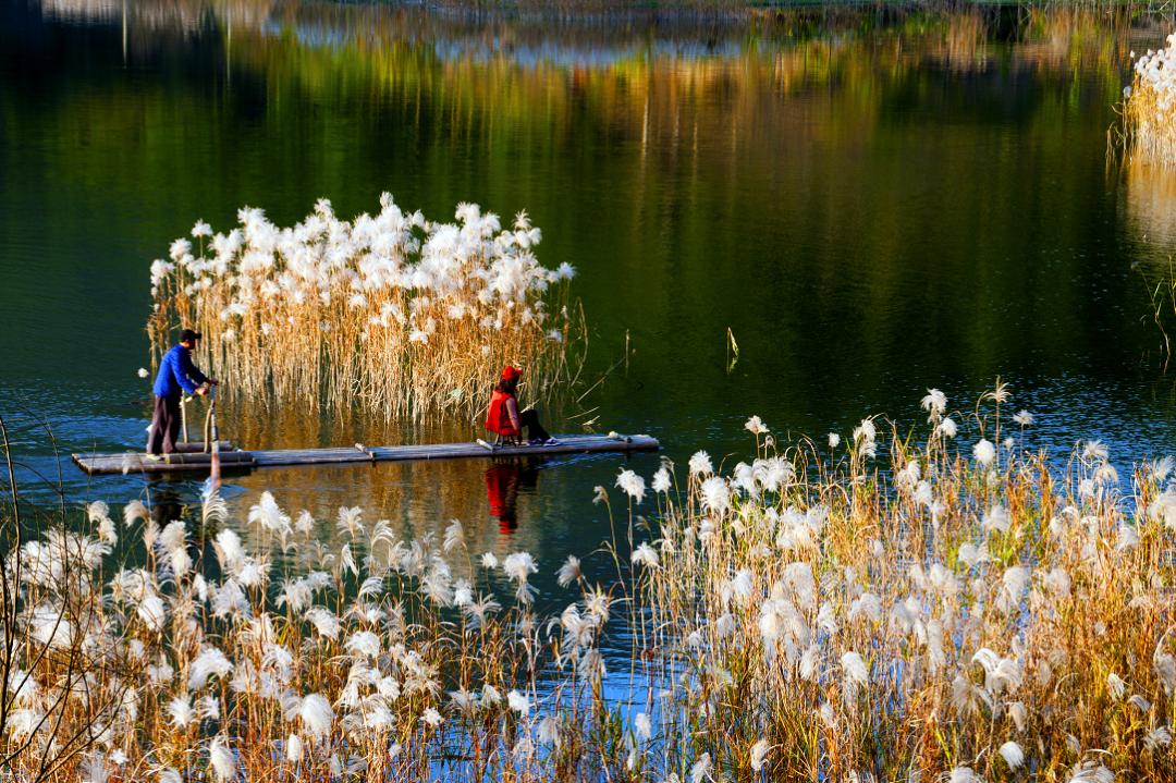 咸宁那个短暂的秋天我用芦苇荡留住了它