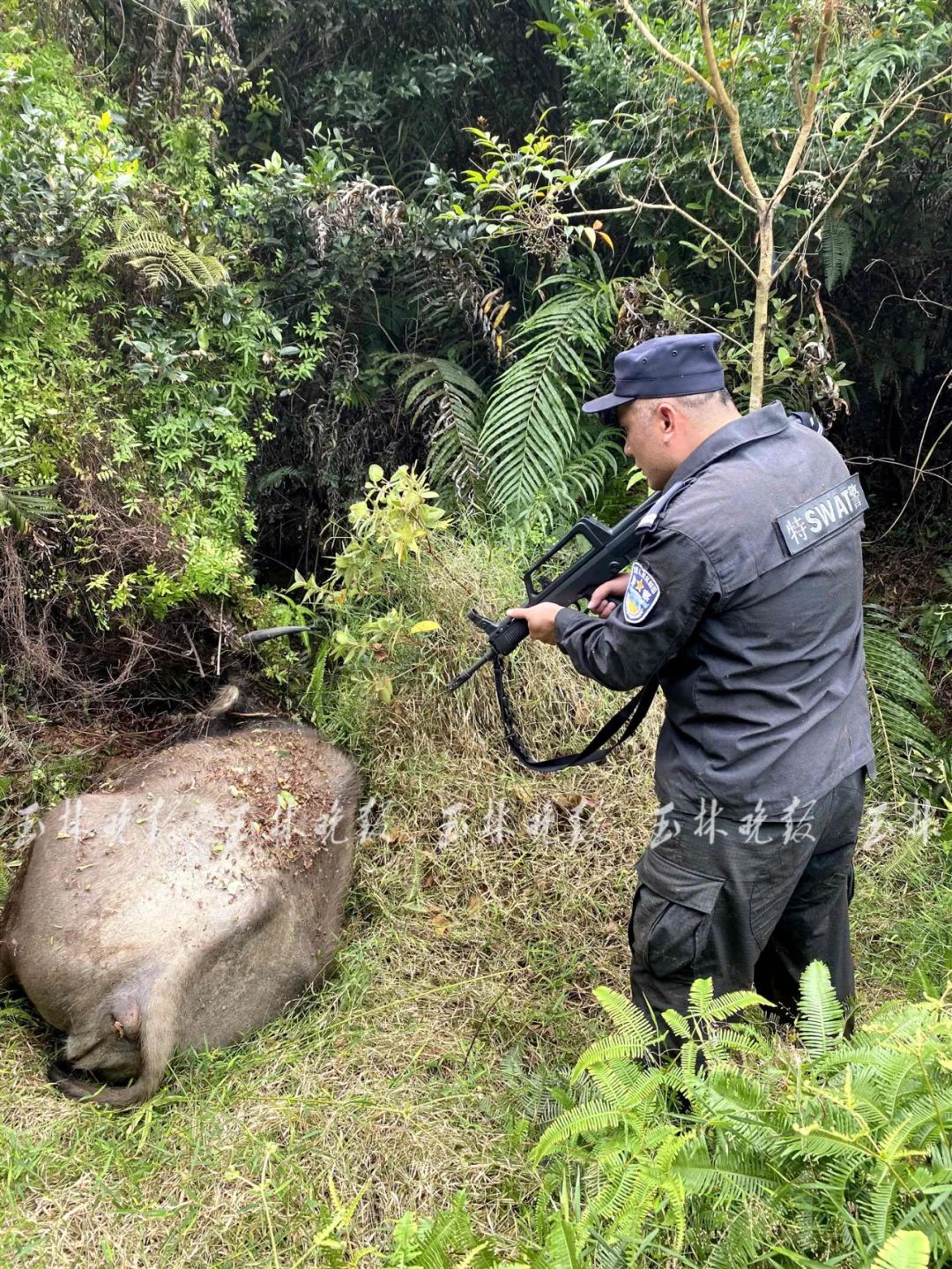 挣脱绳子外逃连伤3人砰砰砰玉林特警野外连开数枪将其击毙