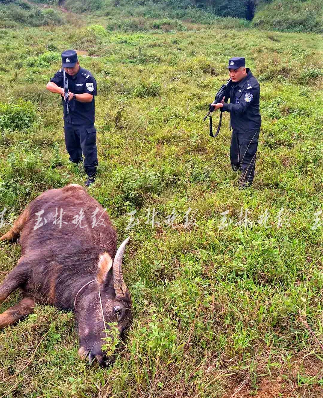 挣脱绳子外逃连伤3人砰砰砰玉林特警野外连开数枪将其击毙
