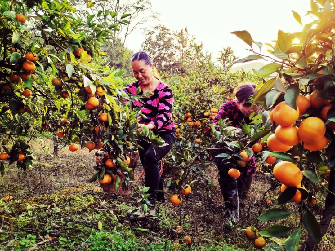 这里有一个摘橘子的好地方周末就出发
