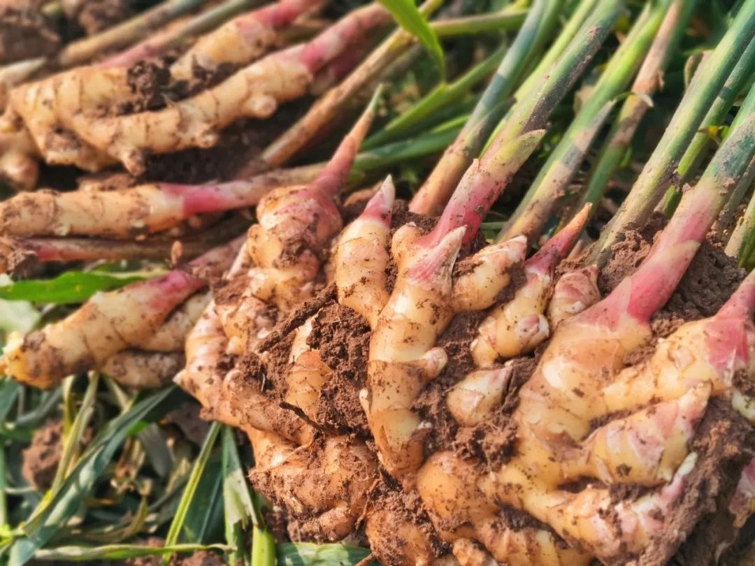 走向我们的小康生活姜来更美好金疙瘩拓宽富民路