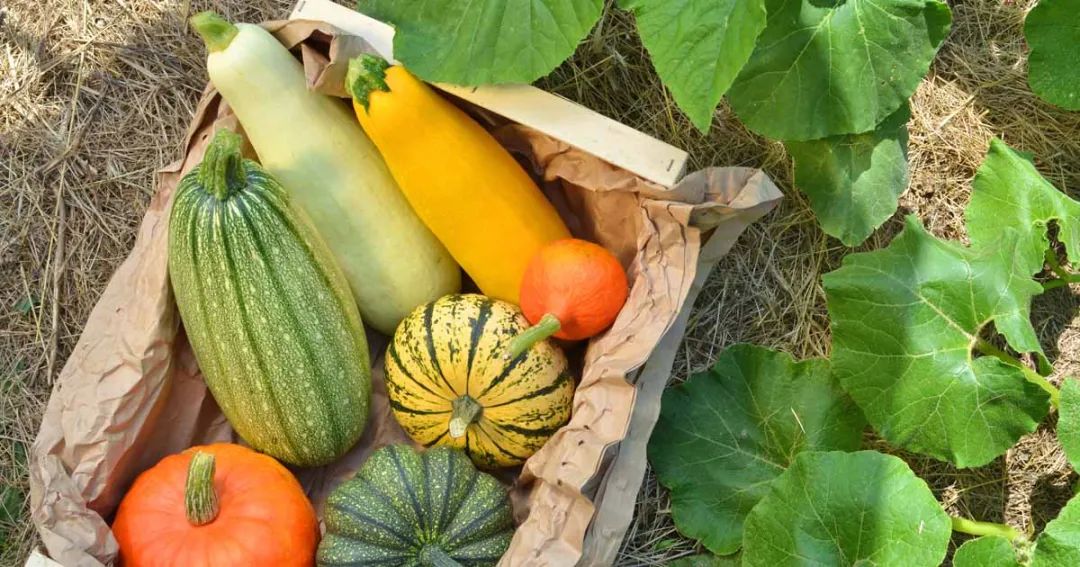 珍惜这些美食要不是人类它们在1万年前就灭绝了