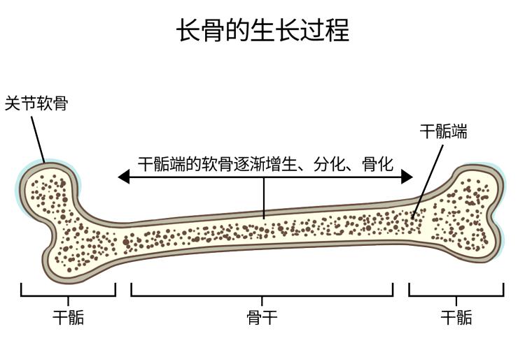 来使长骨变长在生长发育期间骨干和干骺端之间有一层软骨长骨由骨干