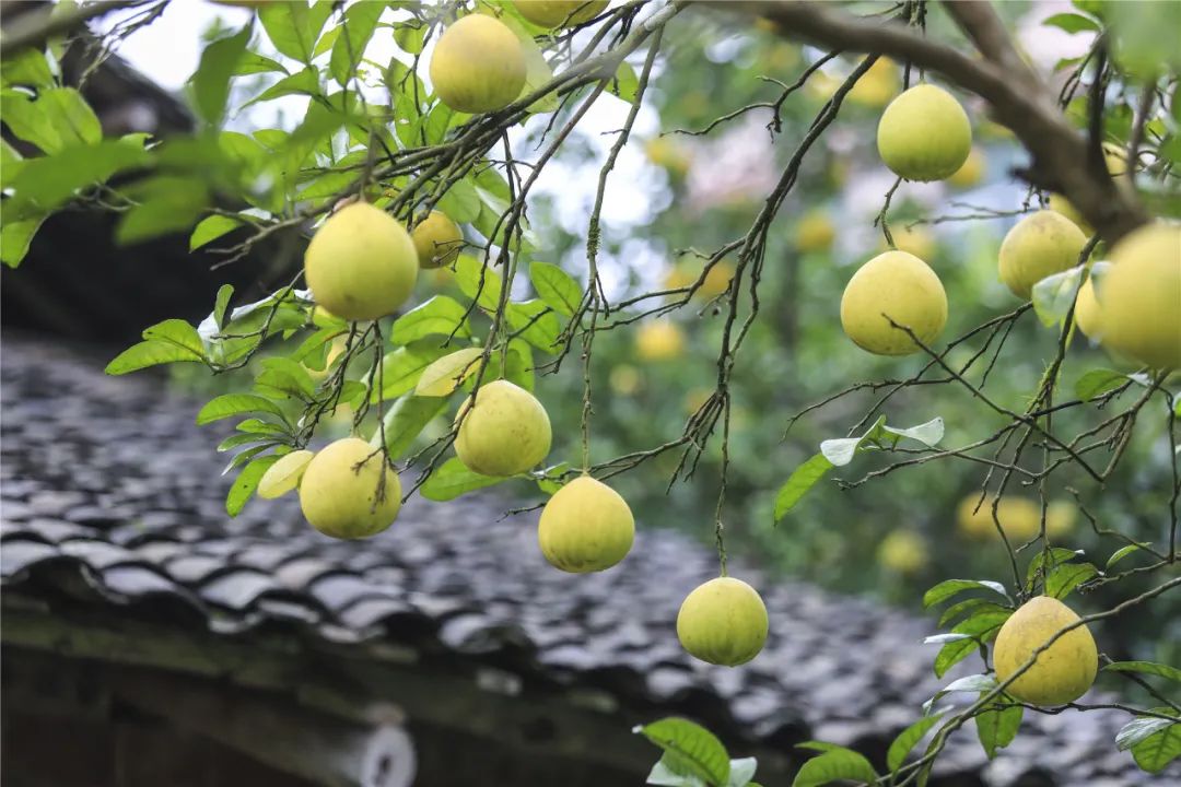 “柚”是一年好滋味!漫步梁平「大观镇柚园」,邂逅一场美妙的味觉芭蕾_澎湃号·政务_澎湃新闻-The Paper
