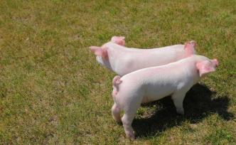 我国生猪养殖相关企业前三季度新注册6.2万家