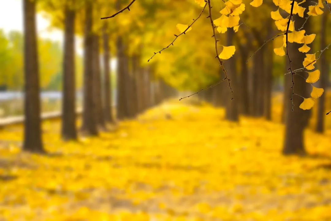 又到银杏飘落的季节错过了只能再等一年