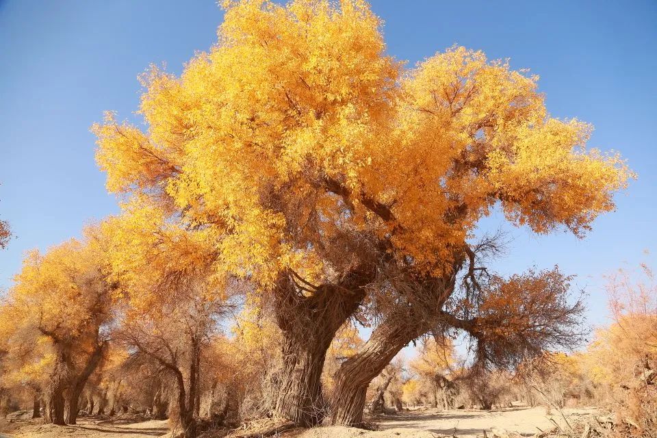 风景如画层林尽染和田胡杨林一片金黄每年深秋