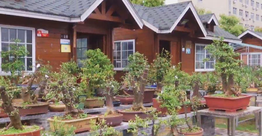 三门县前郭村:一盆"金豆豆" 美了村庄甜了生活