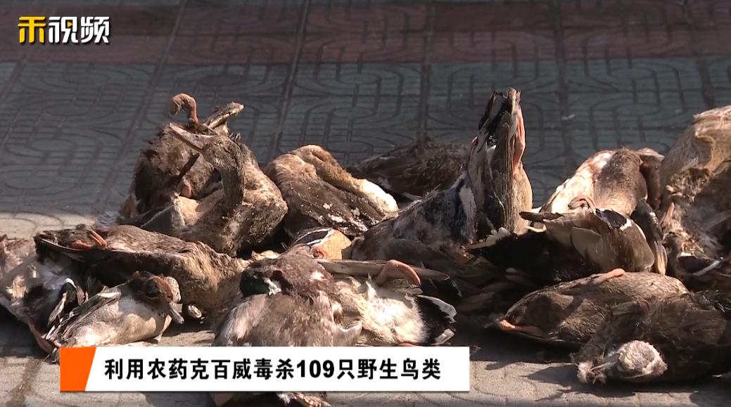 回家后,龚某拿出家里以前种菜时剩余的农药克百威,偷偷地在地块内投毒