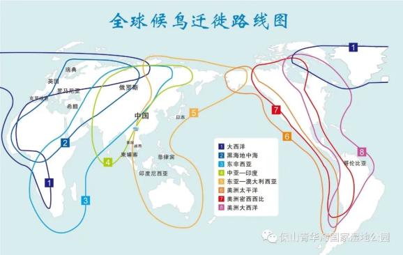 全球共有8条国际候鸟迁徙路线,其中有3条经过中国,保山青华海位于中亚