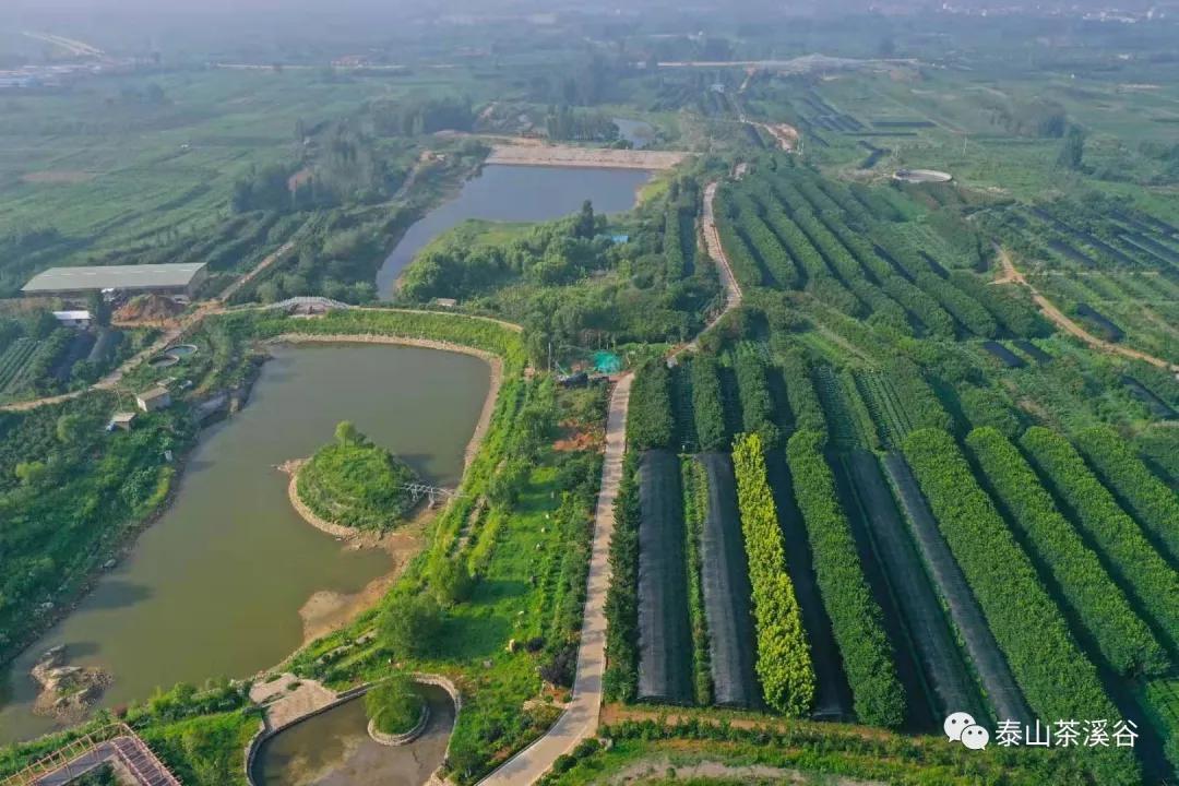 泰山茶溪谷拥有千亩茶园,茶的种植种类达40多种,在这里你可以看到全