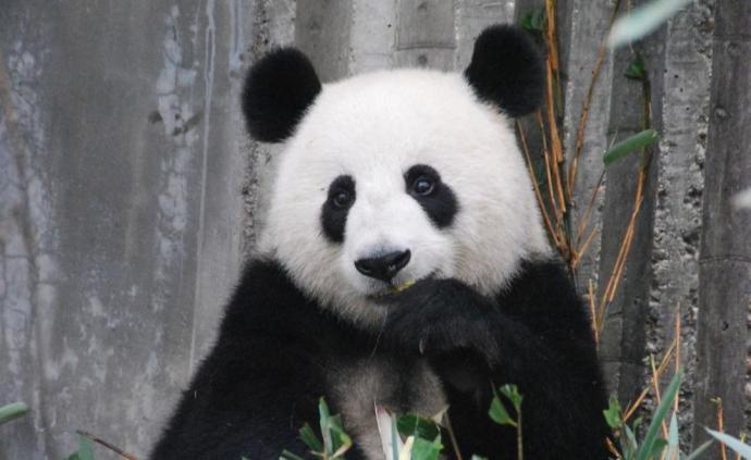 韩国艺人浓妆摸抱熊猫，网友怒了：不会养就还给我们