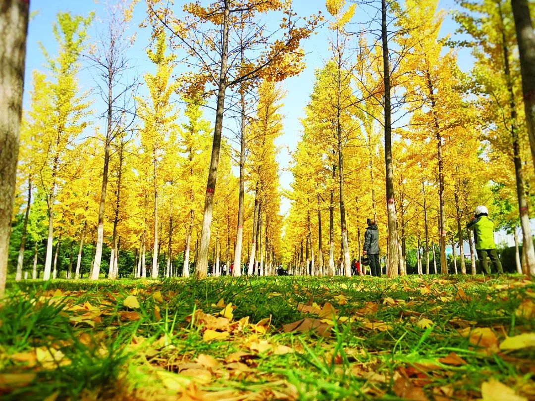 来洛阳这里抓住秋天的小尾巴赏银杏品乡愁周末就出发67