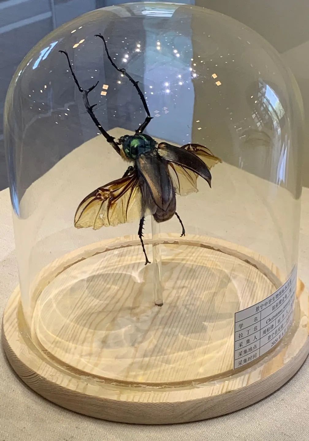 国家ii级重点保护动物阳彩臂金龟cheirotonus jansoni jordan