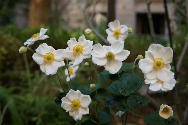 花信 杂交银莲花