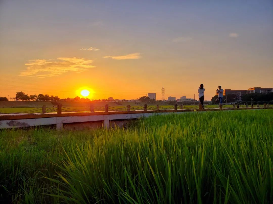 茶山上元稻田公園——不少市民紛紛拿起手機記錄唯美瞬間趁著秋色不