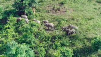 建一座大象食堂，让流浪的亚洲象找到回家的路