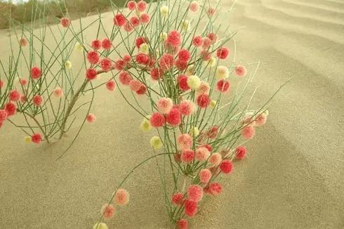 梭梭树红柳胡杨顶替工程防沙成为沙漠铁路防沙工程的