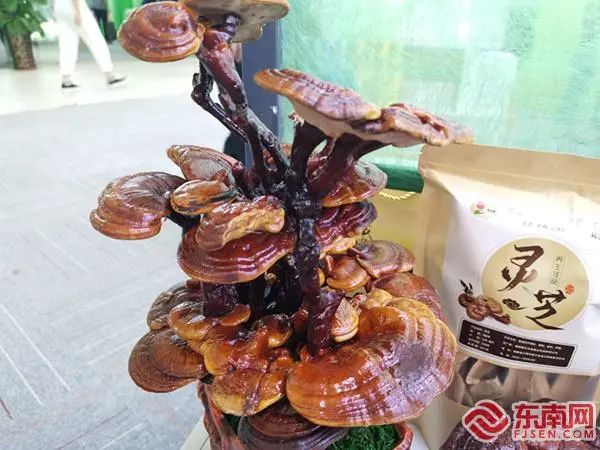 东南网看林博会 | 三明荣获中国“绿都”综合评价第一_澎湃号·媒体_澎湃新闻-The Paper