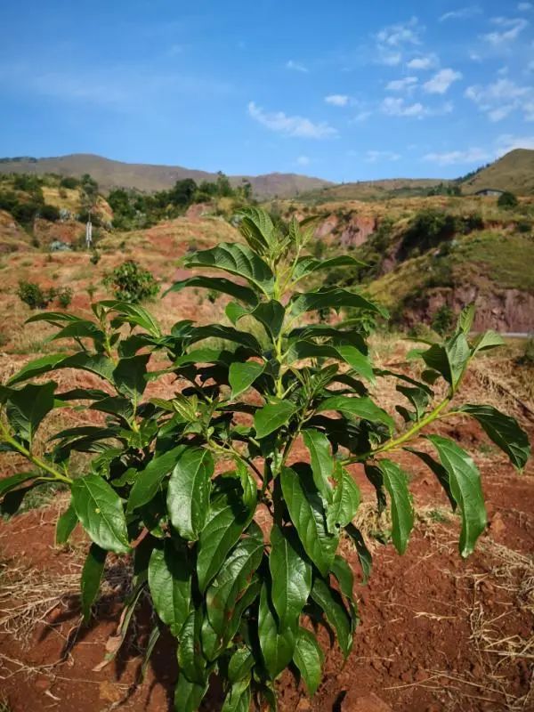 带动全县沿金沙江干热河谷乡镇种植5万亩标准化牛油果基地