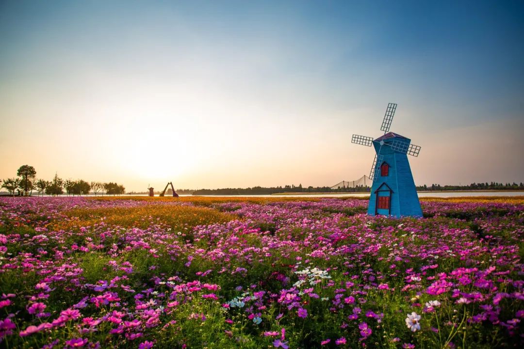 南京花海风景区图片