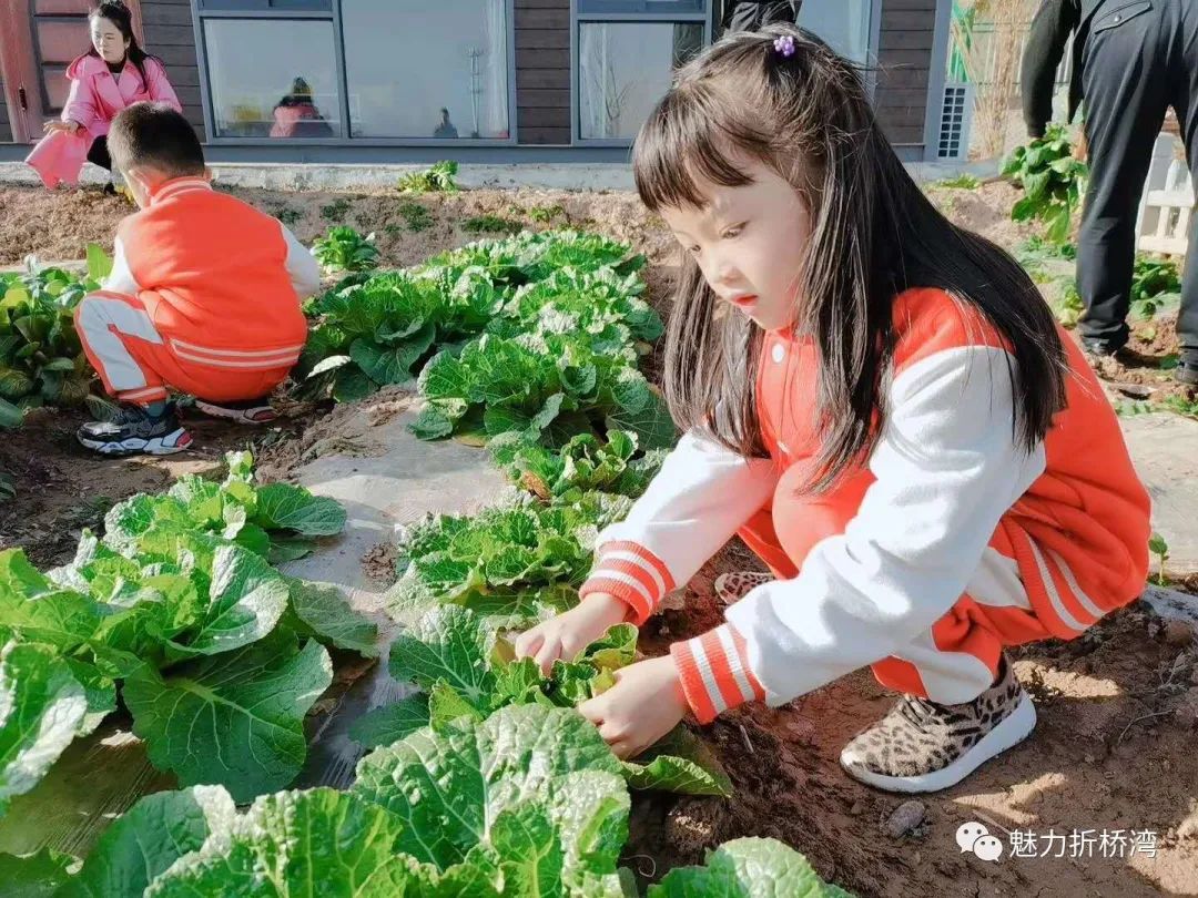 河南林州：小学生田间采摘时令果蔬 体验农耕劳动乐趣