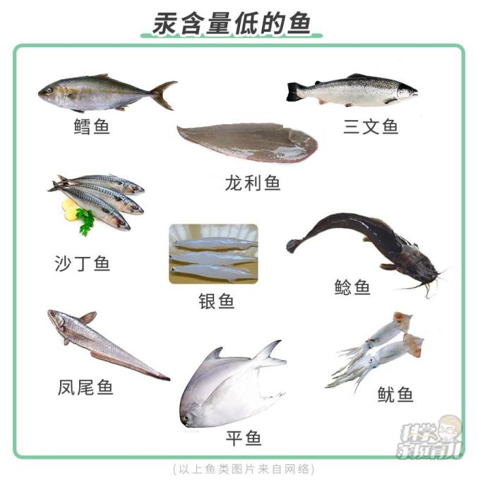 食用鱼的名称和图片图片