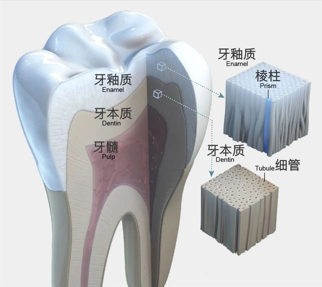 牙釉质釉柱结构图图片