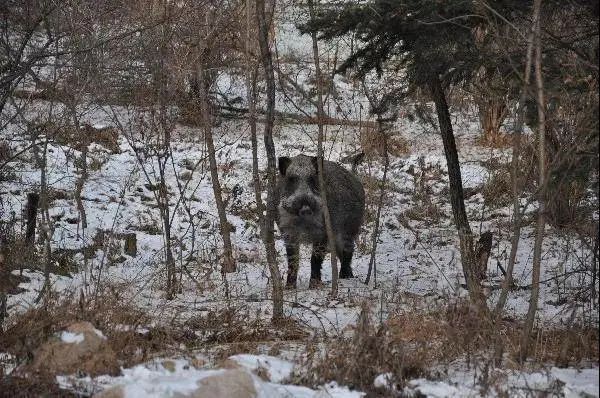 根据估算,目前鞍山市野猪大约有5100头左右,分布在山区林地