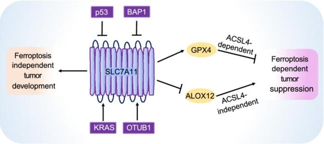 【科技前沿】protein cell:甘波谊团队全面分析slc