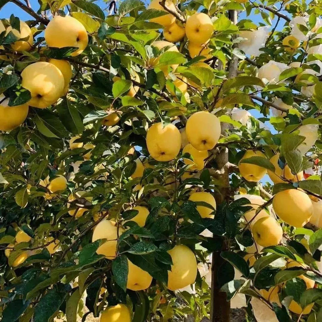 天水维纳斯黄金苹果荣获全国金奖