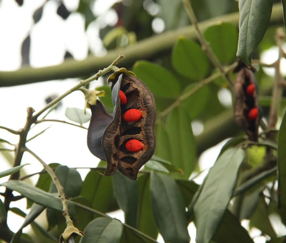 上海植物园里的小红豆