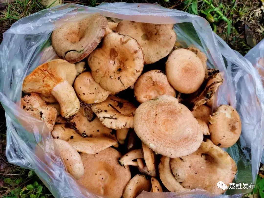 彝州味道快来大姚找大黄菌咯